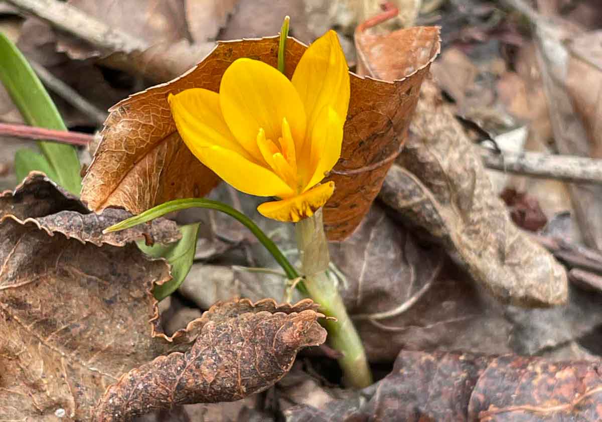 Wildlife and plant biodiversity are what makes a thrilling property for me to list or sell.